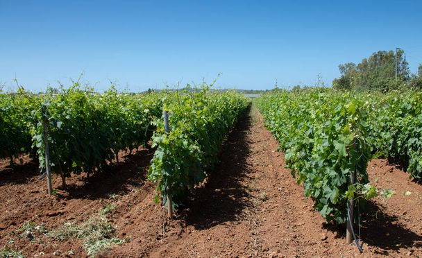 as plantas de videira das vinhas de carignano no sul da sardenha
 - Foto, Imagem