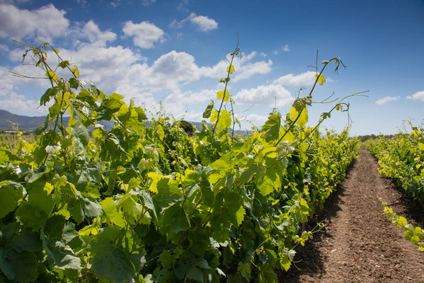 karignanon viinitarhojen viinikasvit Sardinian eteläosassa
 - Valokuva, kuva