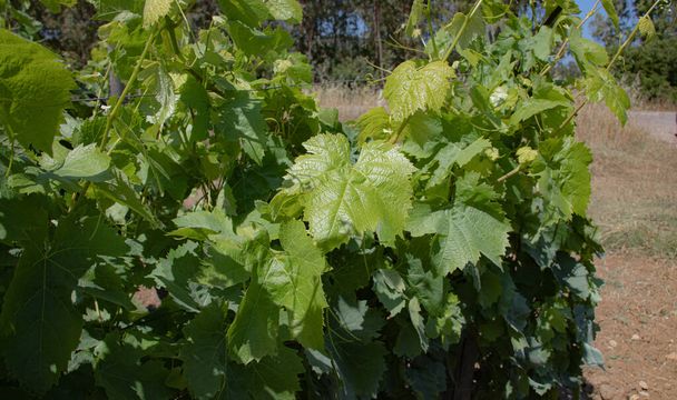 виноградна рослина виноградників каріньяно на півдні Сардинії. - Фото, зображення