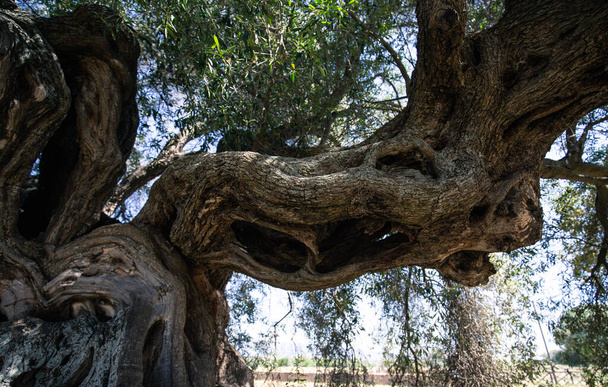 detail kmene tisíciletého olivovníku, který leží ve velké zahradě světských olivovníků, jižní Sardinie - Fotografie, Obrázek