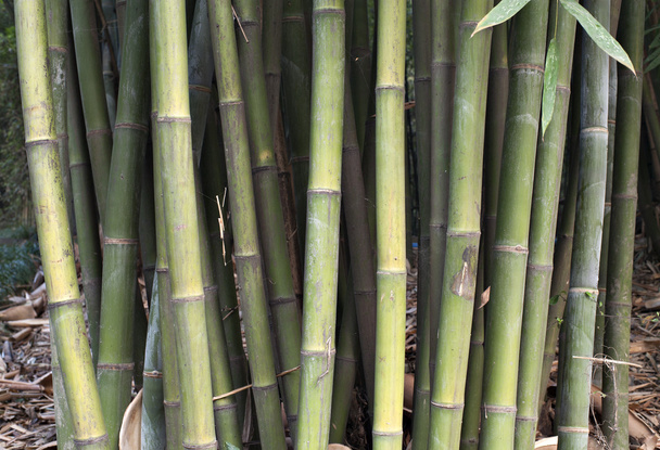 Pflanze - Bambus - Foto, Bild