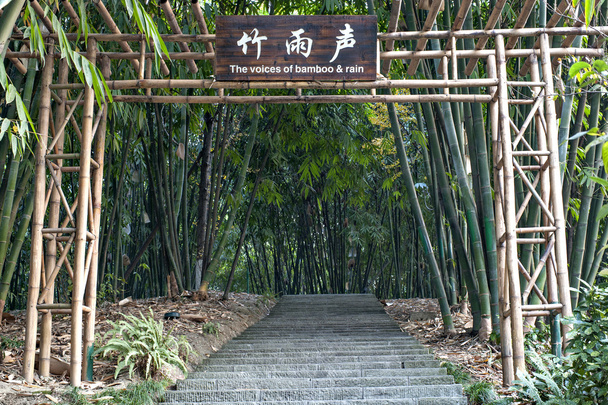Plant--bamboo - Photo, Image