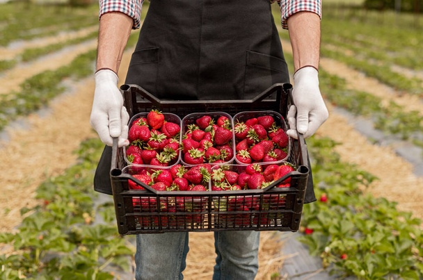 Crop farmer showing harvested strawberries - Foto, Imagen