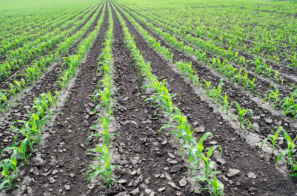 Rows of young green corn plants after agrotechnical processing.                                                                                                            Corn seedling on the field. - Photo, Image