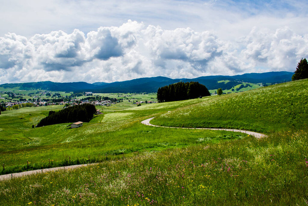 herrliche Aussicht auf die Berge rund um die Hochebene von Asiago mit grünen Weiden mit gelben und weißen Blüten, Kiefernwäldern und blauem Himmel mit weißen Wolken, Vicenza, Venetien, Italien - Foto, Bild