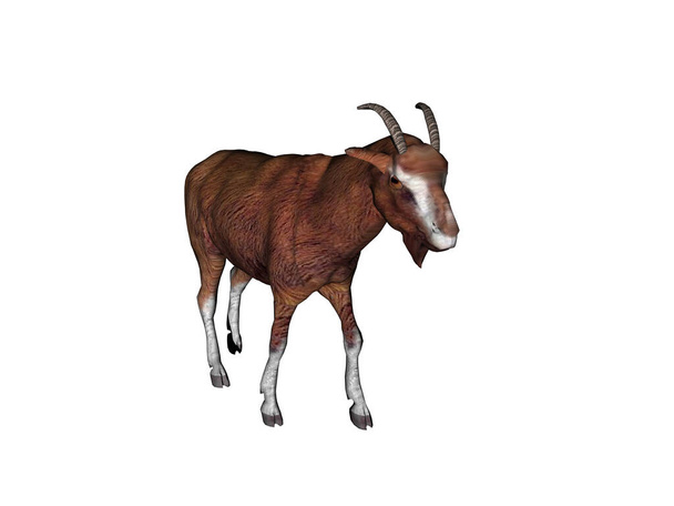 Hodowla kóz na pastwisku - Zdjęcie, obraz