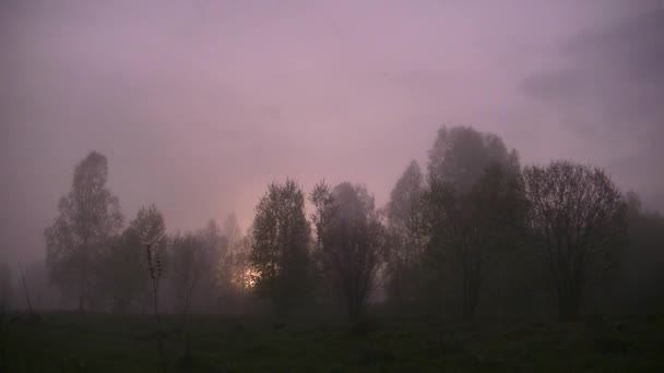 thick morning fog in the summer forest near the reservoir - Záběry, video