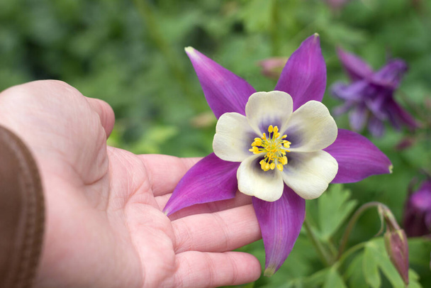 Columbine, Aquilegia Songbird Nightingale - delicate lentebloem in een vrouwelijke hand. Lilac-witte bloem bloeit in de tuin - Foto, afbeelding