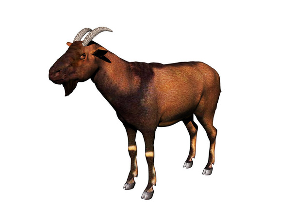 Krmení koz na pastvinách - Fotografie, Obrázek