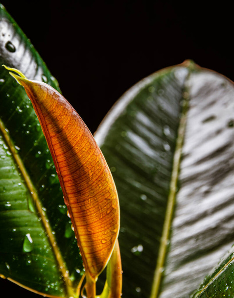 Zbliżenie na kolorowe listowie ficus elastica 'abidjan' ukazujący nowy wzrost na ciemnym tle. Egzotyczne modne szczegóły roślin domowych na czarnym tle. - Zdjęcie, obraz
