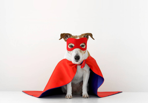 Funny dog in superhero costume - Fotoğraf, Görsel