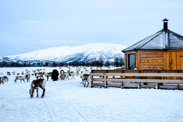 Camp traditionnel sami avec troupeau de rennes au-dessus du cercle arctique - Photo, image
