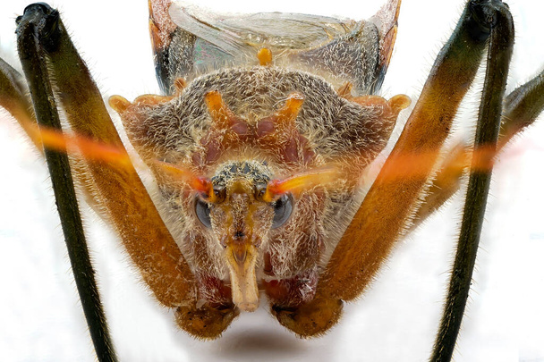 Image ultra macro d'une punaise suceuse de tige, également connue sous le nom de punaise de haricot brun
 - Photo, image