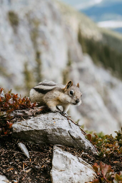 Приблизний / детальний вигляд милого маленького чіпмака ізольований, що сидить на скелі в Канадських Скелястих горах. Зелений ліс природне тло. Іст - енд - Рандл, Канмор (Канада). - Фото, зображення