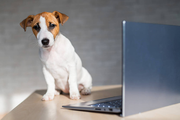 Jack Russell Terrier puppy is sitting in front of a laptop. A small smart dog is working on a laptop computer. - Foto, imagen
