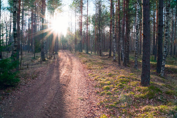 Road in the forest in early spring. Vsevolozhsk. Leningrad region - Fotoğraf, Görsel