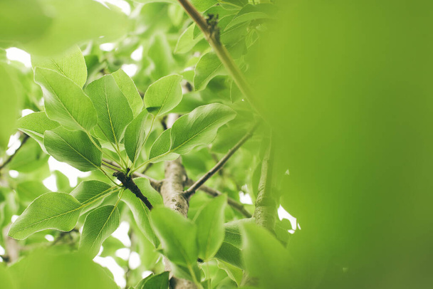 Zelená větev hrušky s kopírovacím prostorem - Fotografie, Obrázek