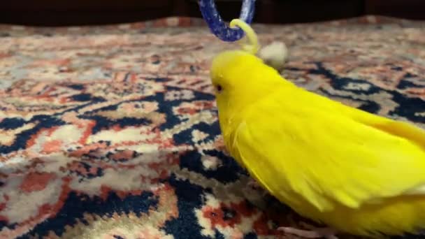 Pequeno budgie amarelo se divertindo com seu brinquedo sobre o tapete dentro de casa
 - Filmagem, Vídeo