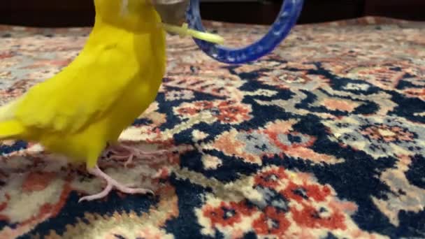 Klein geel budgie hebben plezier met zijn speelgoed over het tapijt binnen huis - Video