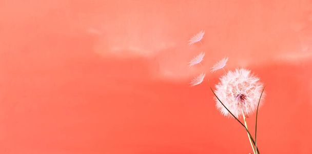 Barevné pozadí s bílými květinami Pampeliška. Módní barvy v roce2020. Slavnostní koncepce.Detailní, kreativní kopírovací prostor - Fotografie, Obrázek