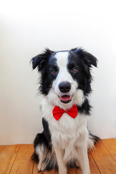 Funny studio portrait puppy dog border collie in bow tie as gentleman or groom on white background. New lovely member of family little dog looking at camera. Funny pets animals life concept - Photo, Image