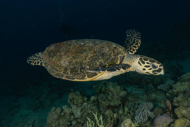 Żółw morski Hawksbill w Morzu Czerwonym, Dahab, błękitna laguna Synaj - Zdjęcie, obraz