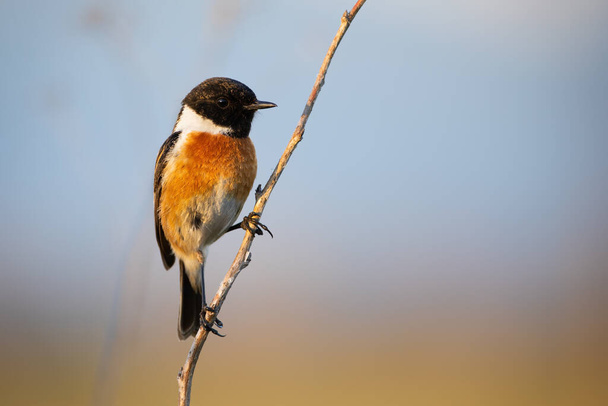 Male european stonechat sitting on plant stem with blue sky in background - Foto, Imagem