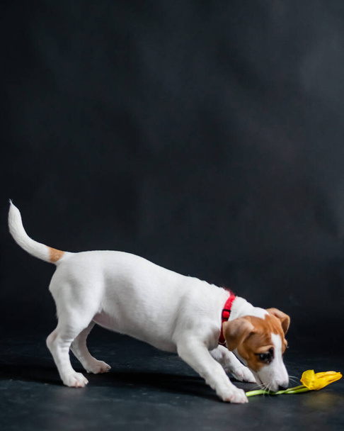 Un perrito lindo lleva un tulipán en la boca y juega alegremente. Cachorro de pura raza Jack Russell Terrier come una flor de primavera amarilla sobre un fondo negro en el estudio
. - Foto, imagen