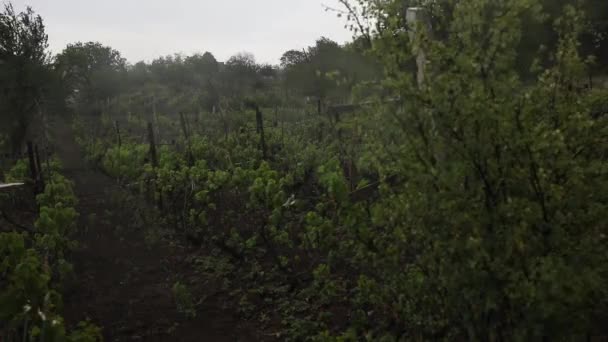 Szőlő a kertből az esőben - Felvétel, videó