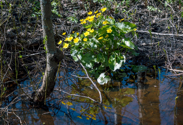 Цветущее растение болото Мэриголд желтые цветы весной
 - Фото, изображение