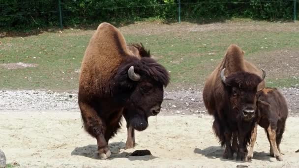 Le bison d'Amérique ou simplement bison, aussi connu sous le nom de buffle d'Amérique ou simplement buffle, est une espèce de bison nord-américaine qui errait autrefois en Amérique du Nord dans de vastes troupeaux..  - Séquence, vidéo