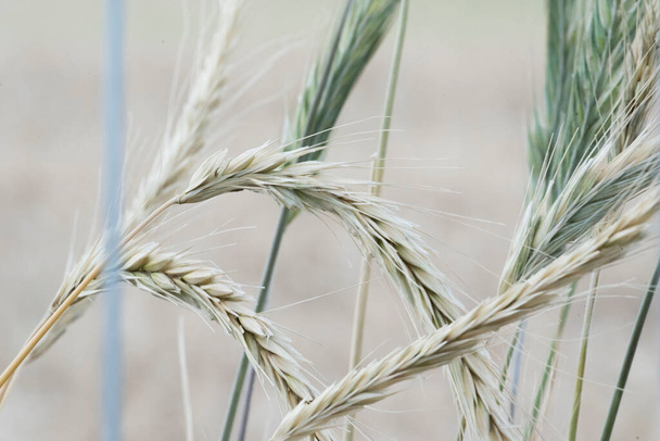 Campo de trigo na agricultura, cultivo de cereais para a produção de alimentos - Foto, Imagem