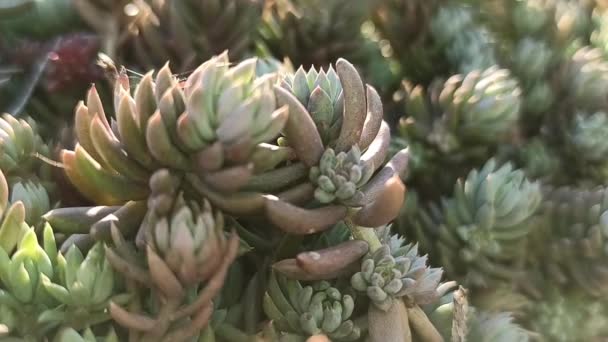 A close up of a plant - Footage, Video