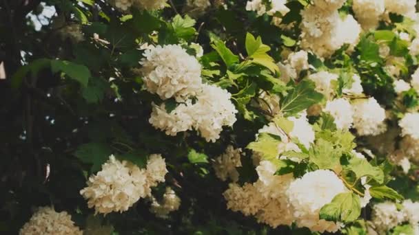 Piękne białe kwiaty Kalina bulldanes kołysać się na wietrze. Bardzo wysokiej jakości materiał filmowy - Materiał filmowy, wideo