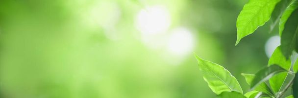 Close-up mooie aantrekkelijke natuur uitzicht op groen blad op wazig groen achtergrond in de tuin met kopieerruimte met behulp van als achtergrond natuurlijke groene planten landschap, ecologie, verse cover concept. - Foto, afbeelding