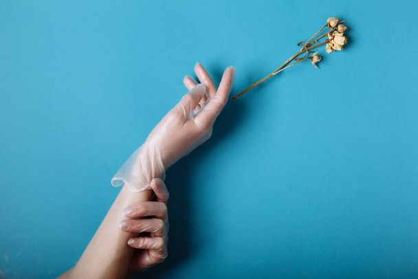 Womans hand in een witte medische handschoenen reikt naar de verwelkte witte roos. Geïsoleerd in blauwe achtergrond - Foto, afbeelding