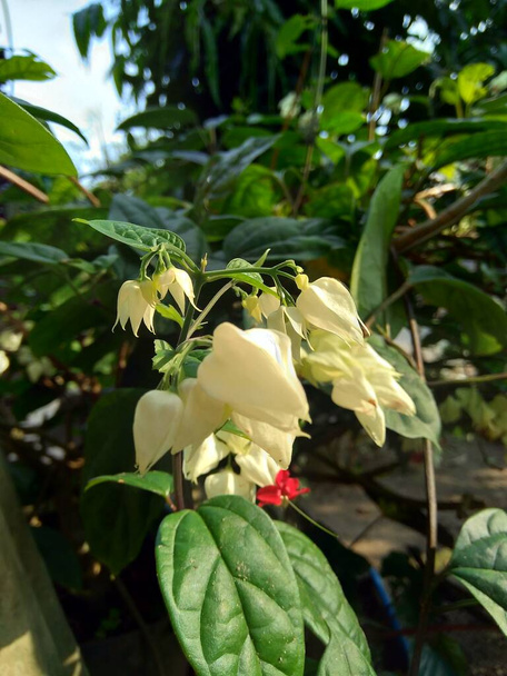 Close up clerodendrum thomsoniae (bleeding glory bower, glory bower, bag flower, bleeding heart vine, beauty bush, nona makan sirih) with a natural background. Species of genus Clerodendrum. - Photo, Image