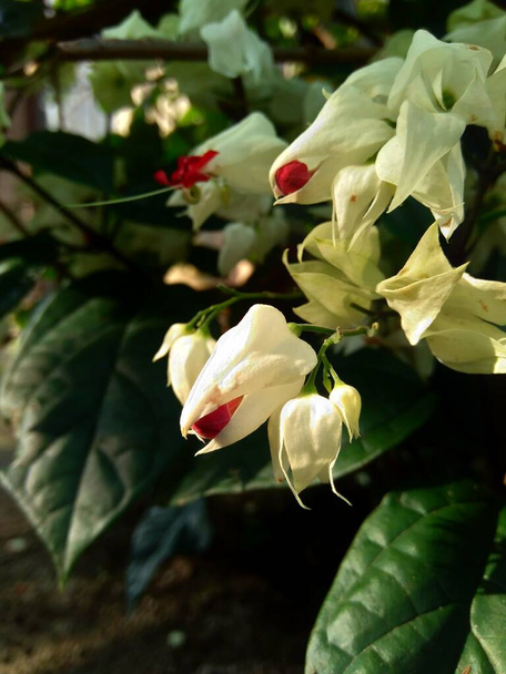 Close up clerodendrum thomsoniae (bleeding glory bower, glory bower, bag flower, bleeding heart vine, beauty bush, nona makan sirih) with a natural background. Species of genus Clerodendrum. - Photo, Image