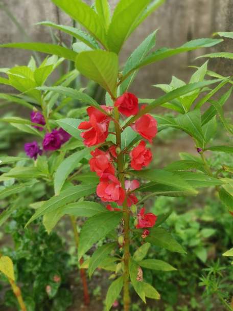 colorful garden impatiens balsamina plant - Photo, Image