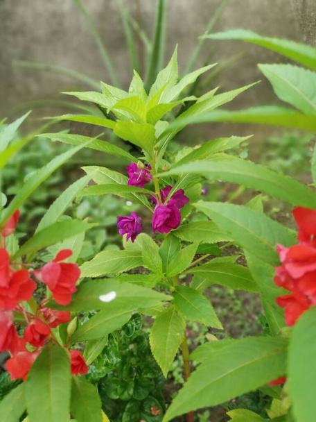 colorful garden impatiens balsamina plant - Photo, Image