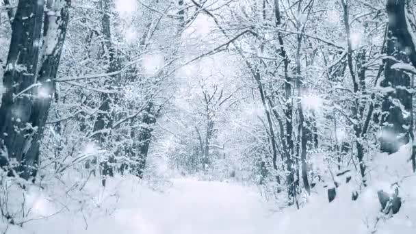 Abeto de pino árbol en el bosque mágico invierno con nieve cayendo. - Imágenes, Vídeo