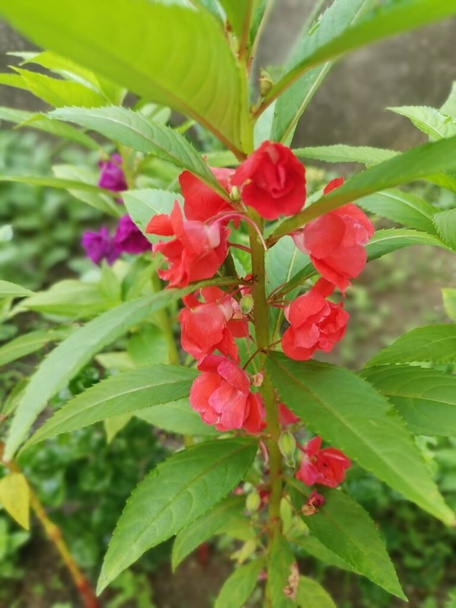 colorido jardim imatiens balsamina planta - Foto, Imagem