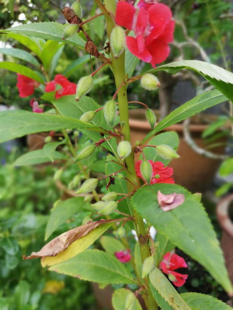 πολύχρωμος κήπος impatiens φυτό balsamina - Φωτογραφία, εικόνα
