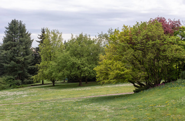 Arkaplan kullanımı için doğa ağacı yeşili manzara.  - Fotoğraf, Görsel