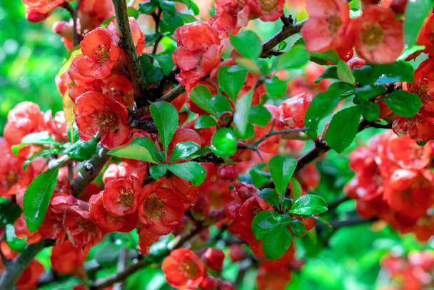 Japanese quince flowers blooming in springtime in the garden outdoors - Photo, Image