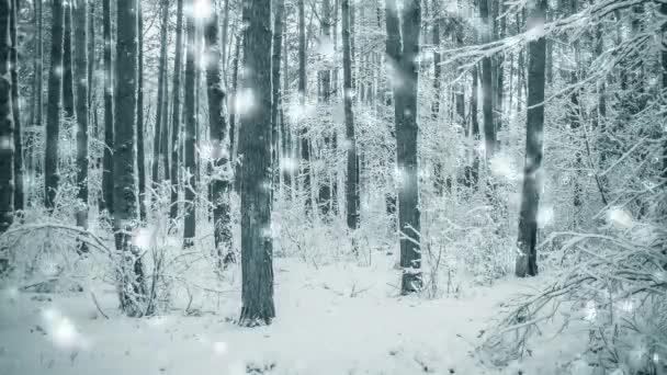 Boom pijnboom sparren in magische bos winter met vallende sneeuw. - Video