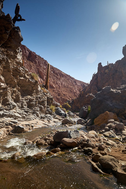 Cactus and Guatin Canyon. Atacama, Antofagasta. - Photo, Image