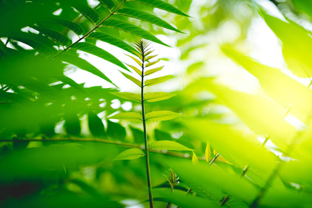 Green leaves, tropical plant. - Fotografie, Obrázek