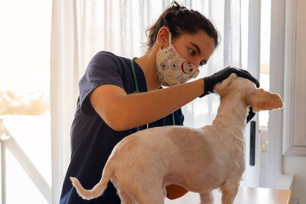 красива жінка-ветеринар з коричневим волоссям перевіряє маленького білого собаку. вона має подряпину, рукавички і стетоскоп
 - Фото, зображення