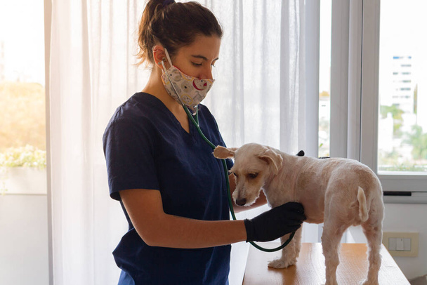 Красивая коричневолосая женщина-ветеринар проверяет маленькую белую собаку. у нее шинель, перчатки и стетоскоп - Фото, изображение